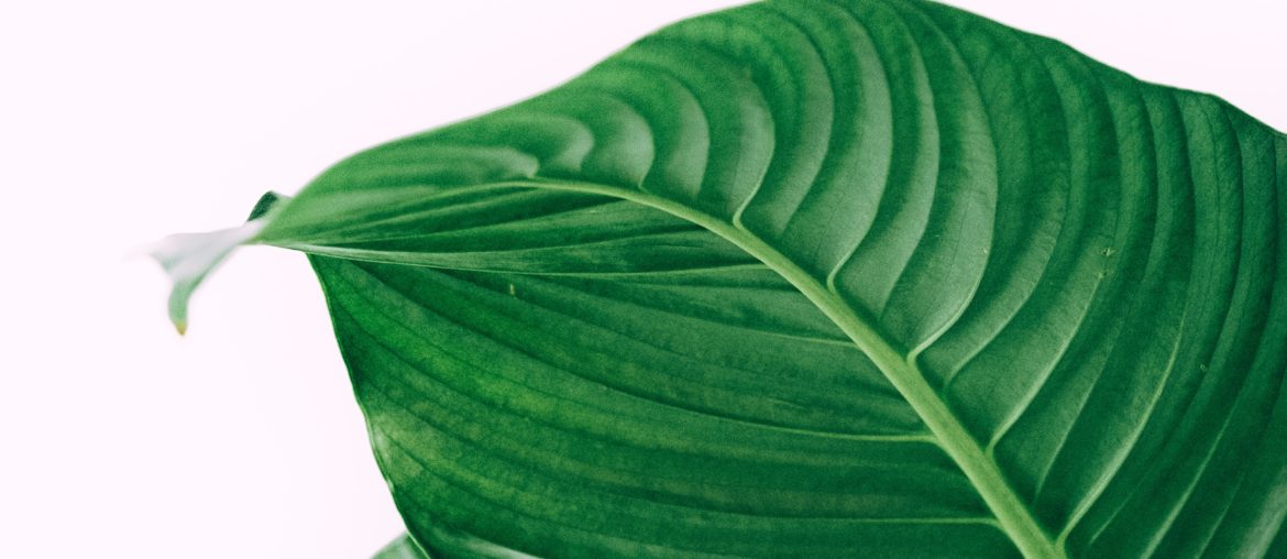 Interview with the Founder of Malie Organics, Dana Roberts